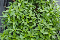 PXL_20250711_1317246902