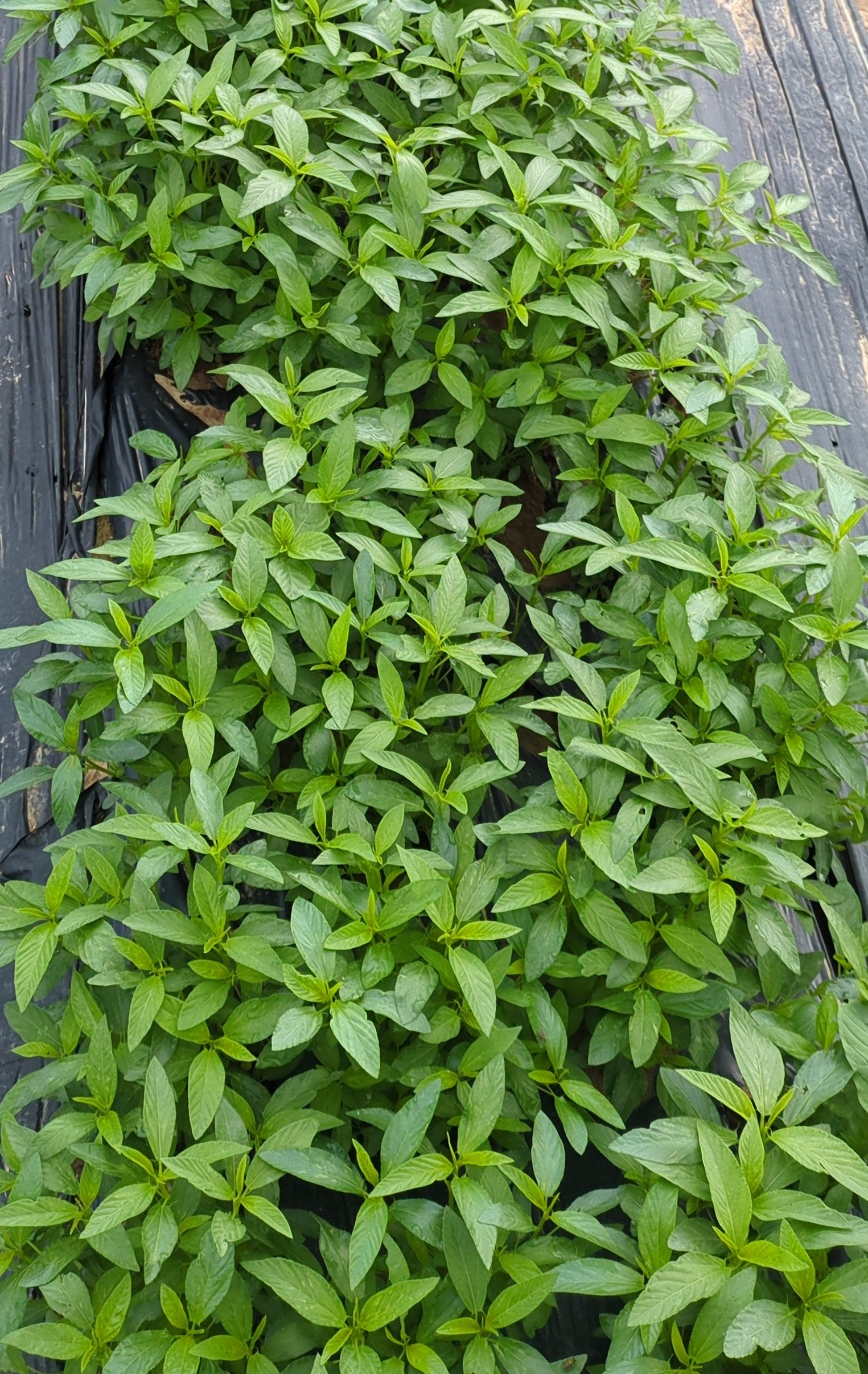 Fresh organic jute leaves/Ewedu/Ademe