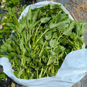 Fresh organic jute leaves/Ewedu/Ademe